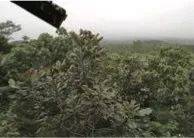 这才是真相：绿色关爱，优胜客的环境政策